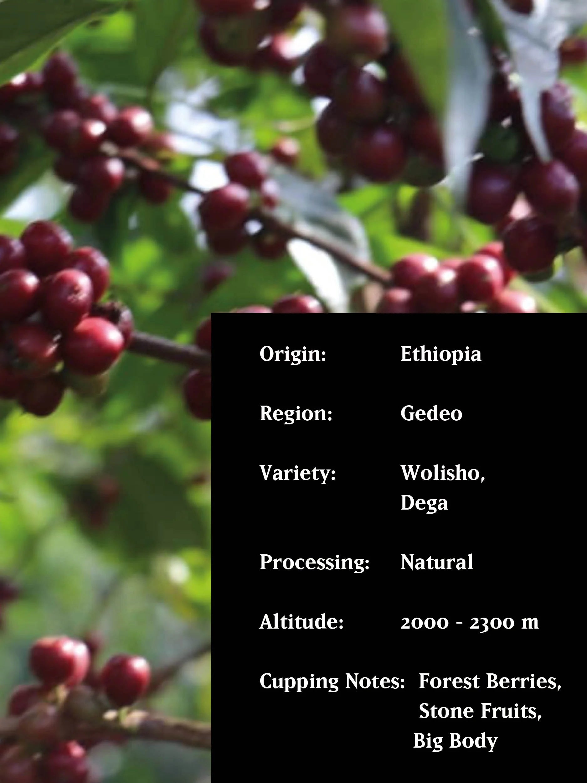 Ethiopia Super Natural Organic 250g - Espresso